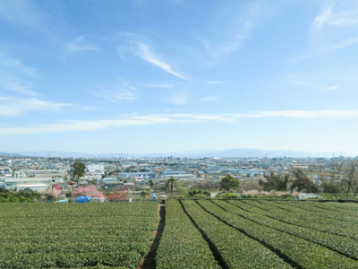 静岡茶　本山
