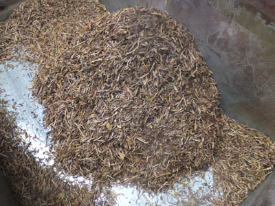 ほうじ茶 作り方