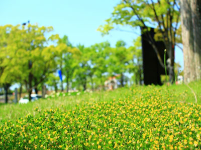 野点とピクニック